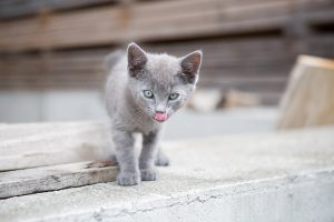 Tierheilpraxis-Andrea-Ruhhammer-katze Tierheilpraxis-Andrea-Ruhhammer-katze